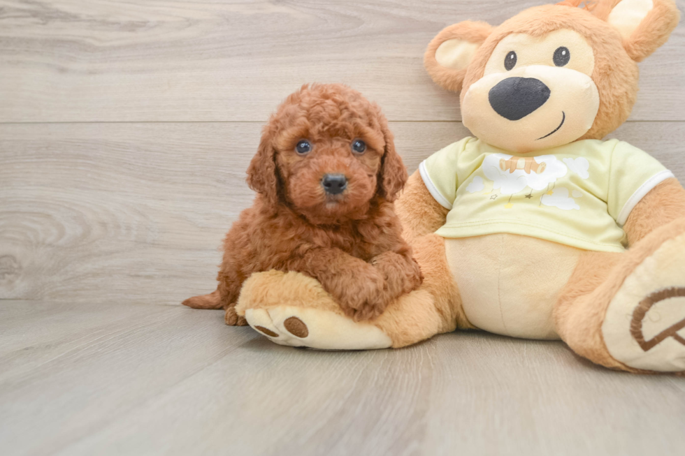 Mini Goldendoodle Pup Being Cute