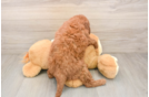 Little Mini Goldenpoo Poodle Mix Puppy