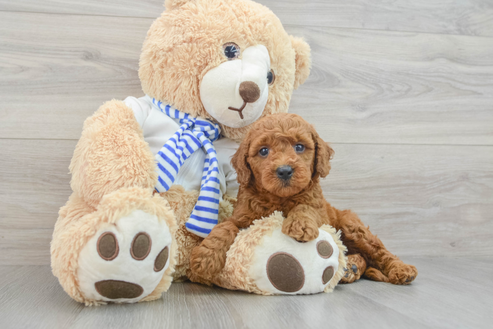 Mini Goldendoodle Pup Being Cute