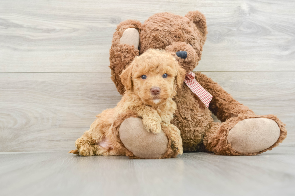 5 week old Mini Goldendoodle Puppy For Sale - Lone Star Pups