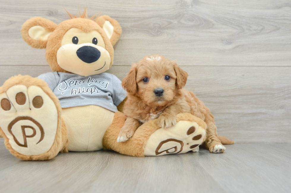 6 week old Mini Goldendoodle Puppy For Sale - Lone Star Pups