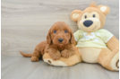Petite Mini Goldendoodle Poodle Mix Pup