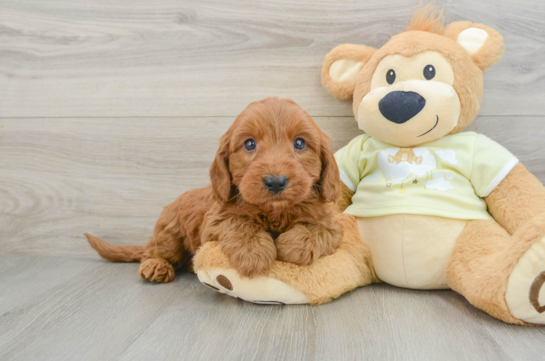 Petite Mini Goldendoodle Poodle Mix Pup