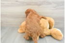 Best Mini Goldendoodle Baby
