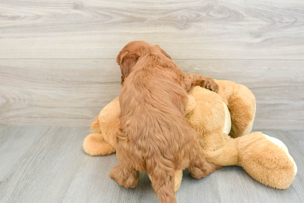 Best Mini Goldendoodle Baby