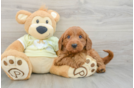Smart Mini Goldendoodle Poodle Mix Pup
