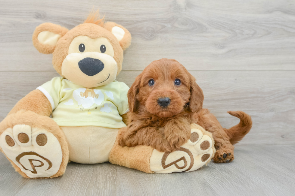 Smart Mini Goldendoodle Poodle Mix Pup