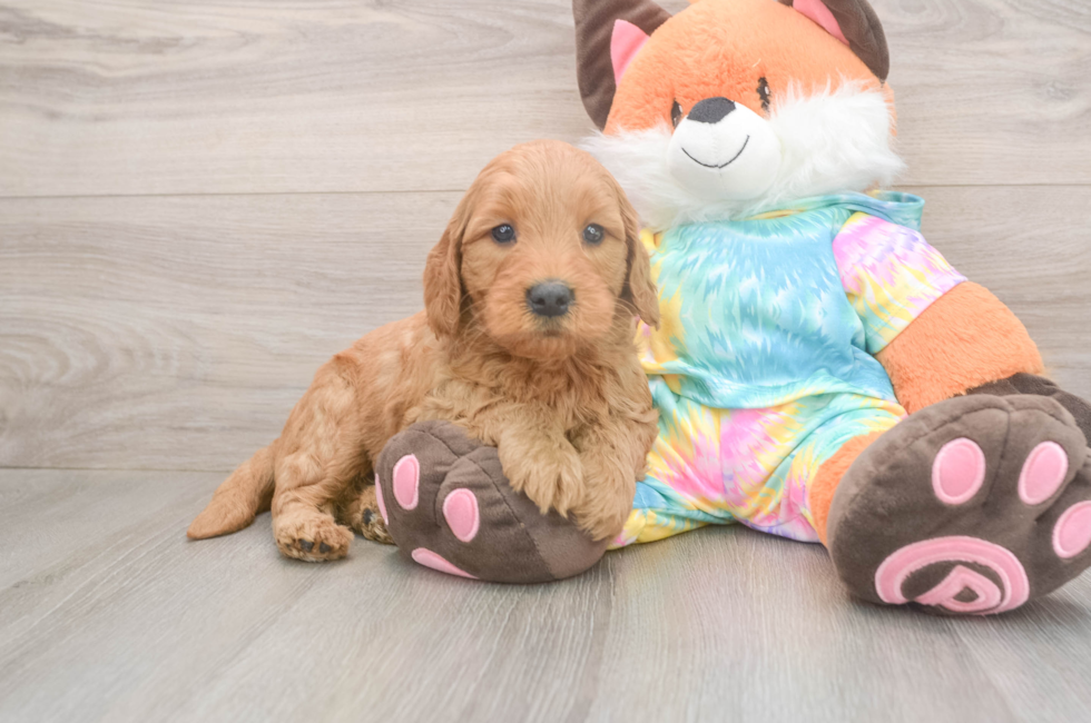 5 week old Mini Goldendoodle Puppy For Sale - Lone Star Pups