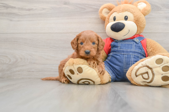 Friendly Mini Goldendoodle Baby