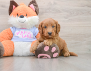 6 week old Mini Goldendoodle Puppy For Sale - Lone Star Pups