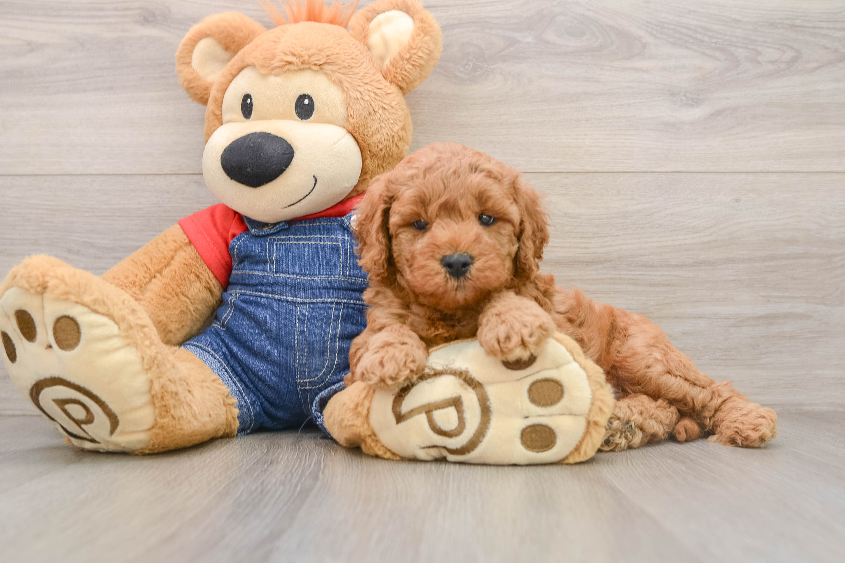 Little Mini Goldenpoo Poodle Mix Puppy