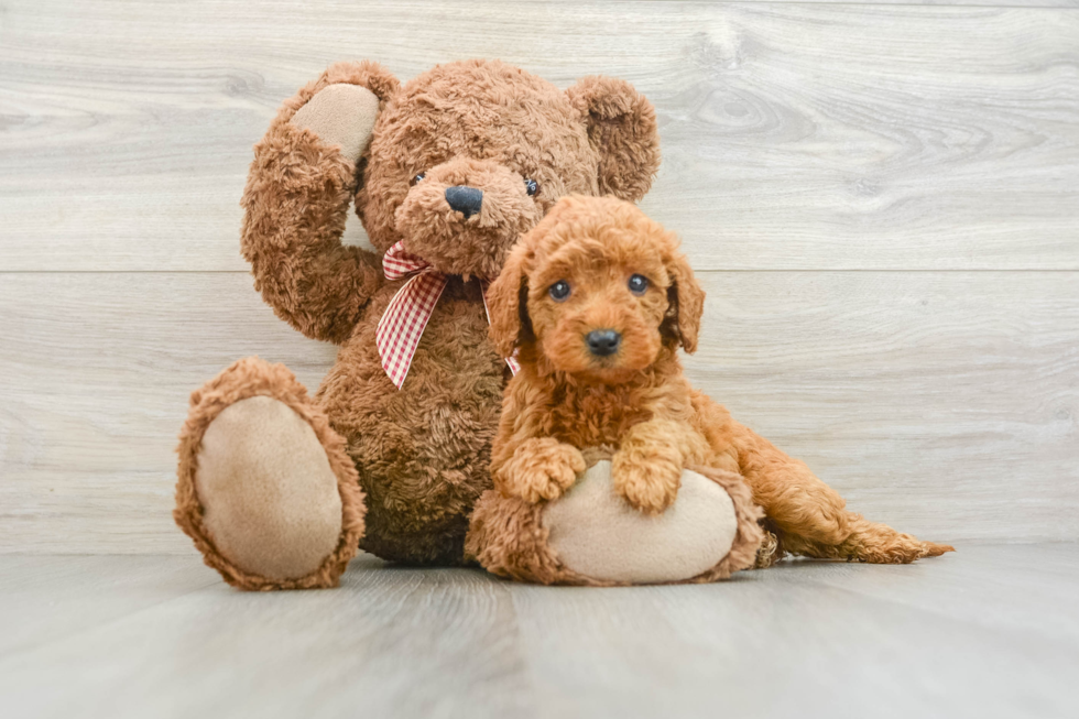 Mini Goldendoodle Pup Being Cute