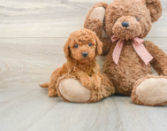 6 week old Mini Goldendoodle Puppy For Sale - Lone Star Pups