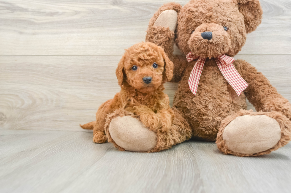 6 week old Mini Goldendoodle Puppy For Sale - Lone Star Pups