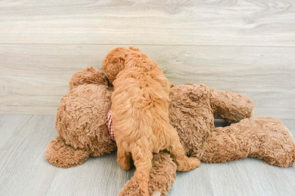 Happy Mini Goldendoodle Baby