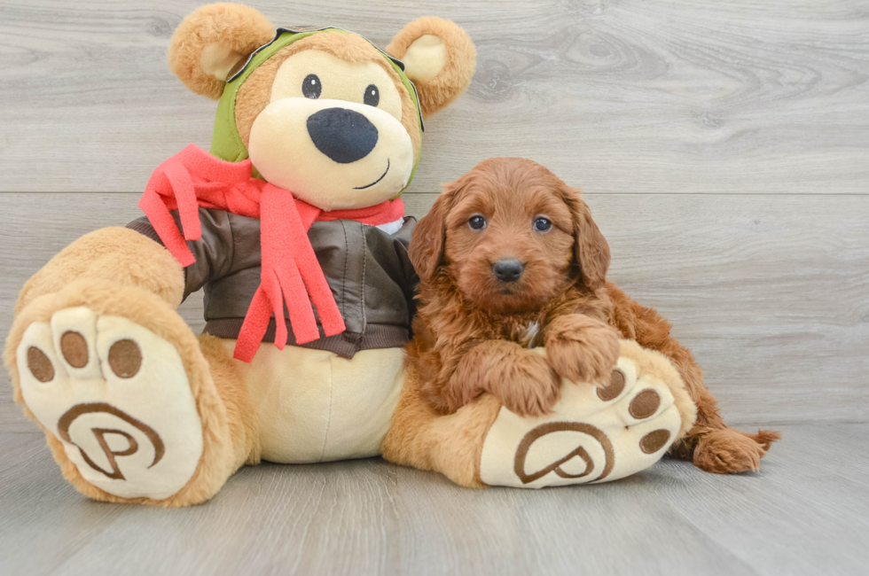 5 week old Mini Goldendoodle Puppy For Sale - Lone Star Pups