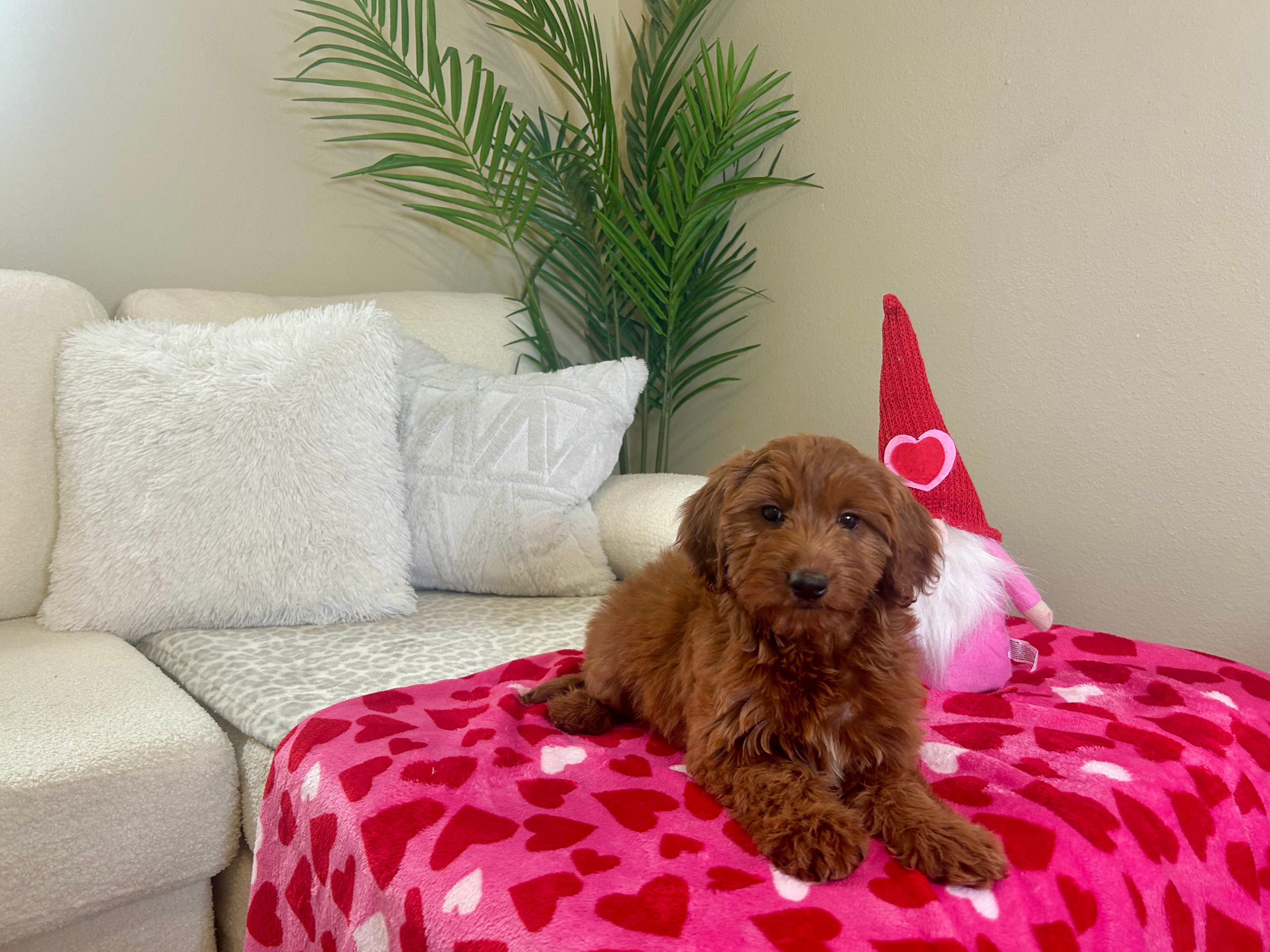 Mini Goldendoodle Pup Being Cute