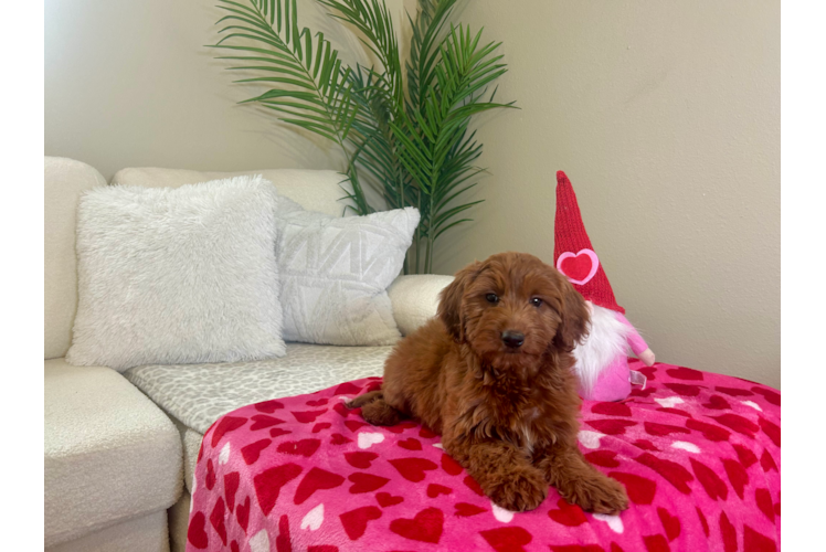 Mini Goldendoodle Pup Being Cute