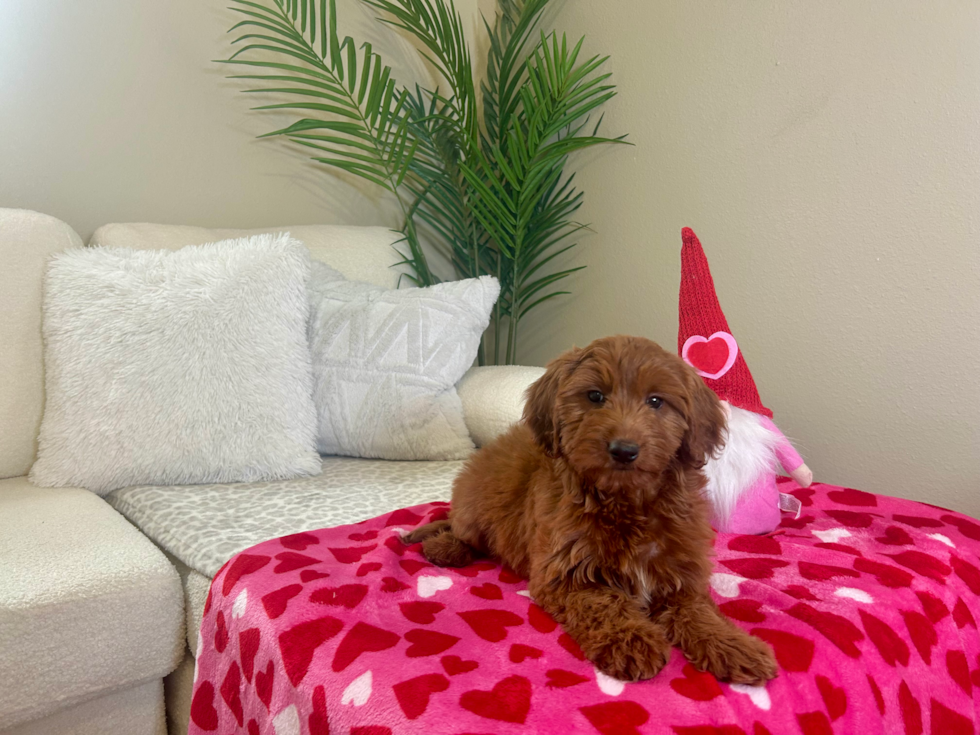 Mini Goldendoodle Pup Being Cute