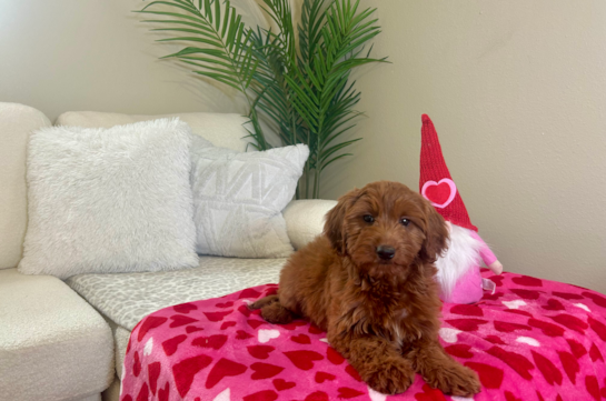 Mini Goldendoodle Pup Being Cute