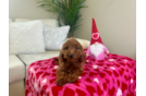 Best Mini Goldendoodle Baby