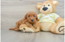 Small Mini Goldendoodle Baby