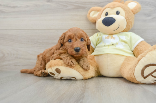 Small Mini Goldendoodle Baby