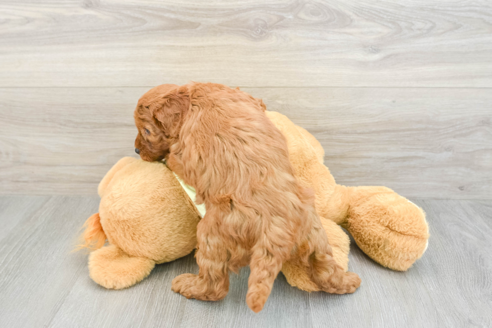 Mini Goldendoodle Puppy for Adoption