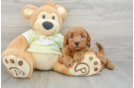 Mini Goldendoodle Pup Being Cute