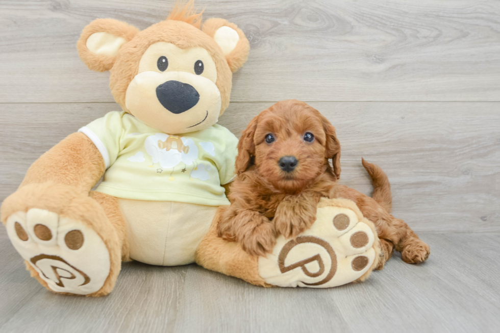 Mini Goldendoodle Pup Being Cute