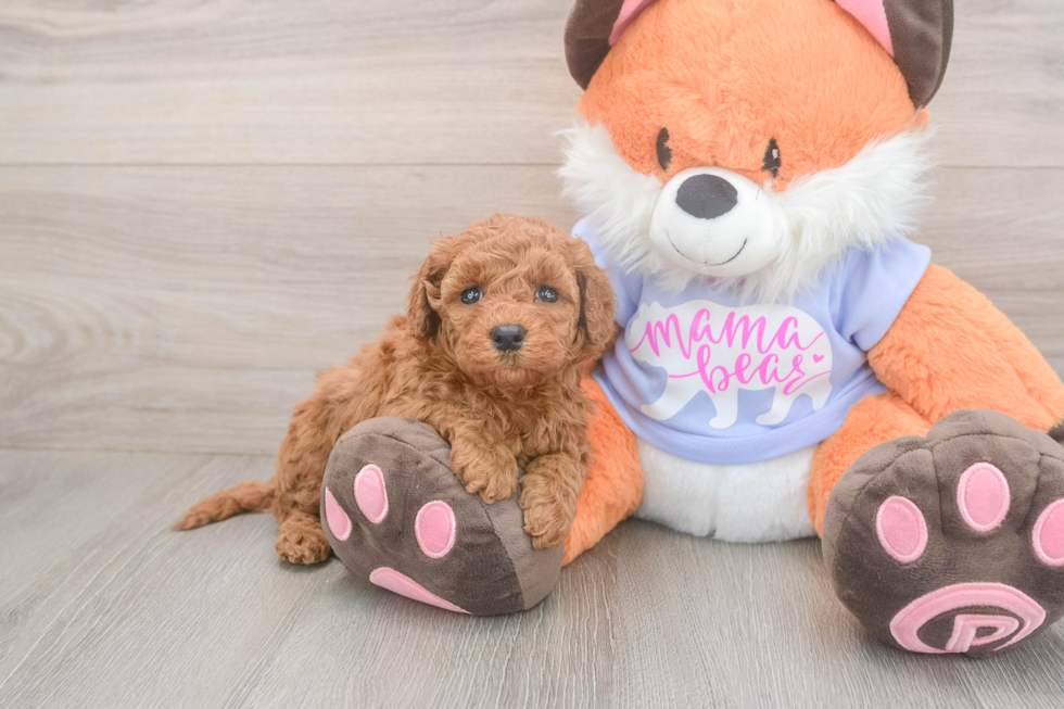 Mini Goldendoodle Pup Being Cute