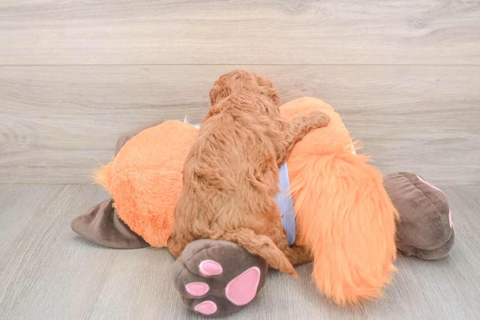 Mini Goldendoodle Pup Being Cute