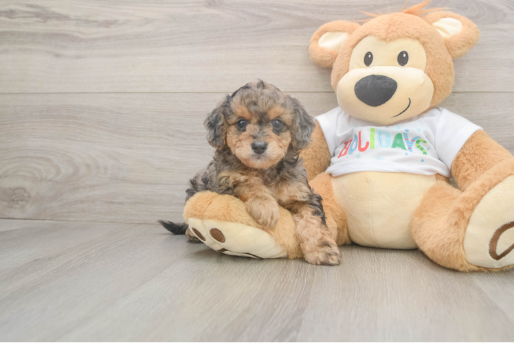 Best Mini Goldendoodle Baby