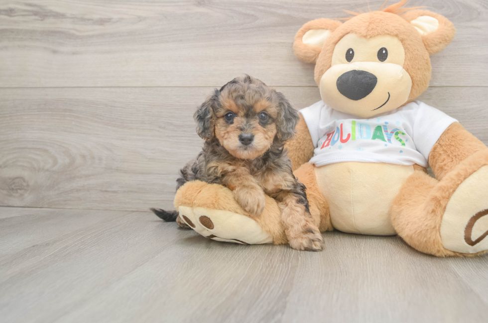 5 week old Mini Goldendoodle Puppy For Sale - Lone Star Pups