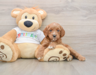6 week old Mini Goldendoodle Puppy For Sale - Lone Star Pups