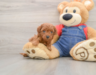 8 week old Mini Goldendoodle Puppy For Sale - Lone Star Pups