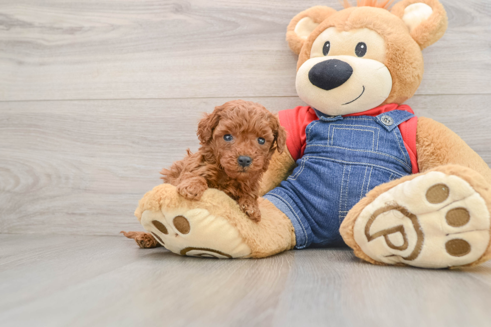 Mini Goldendoodle Puppy for Adoption