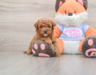 7 week old Mini Goldendoodle Puppy For Sale - Lone Star Pups