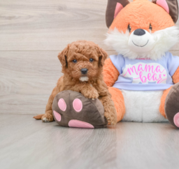 7 week old Mini Goldendoodle Puppy For Sale - Lone Star Pups