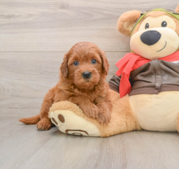 7 week old Mini Goldendoodle Puppy For Sale - Lone Star Pups