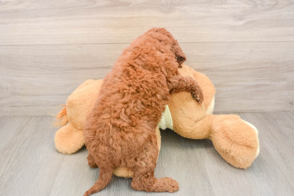 Sweet Mini Goldendoodle Baby