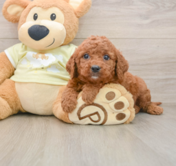 7 week old Mini Goldendoodle Puppy For Sale - Lone Star Pups
