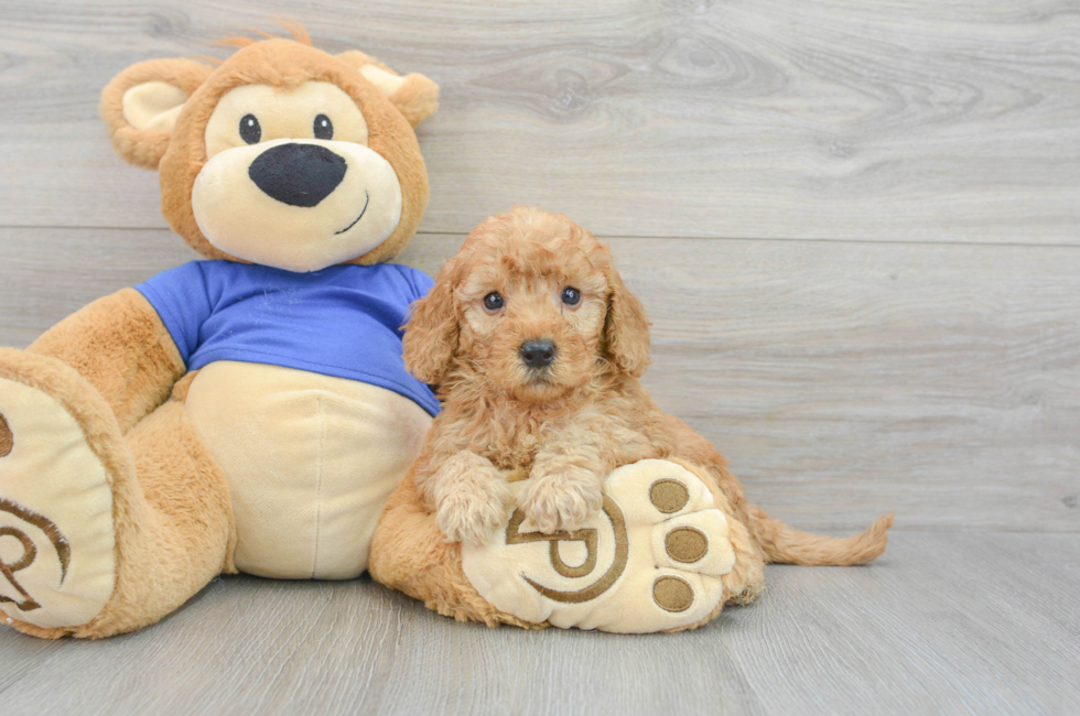 7 week old Mini Goldendoodle Puppy For Sale - Lone Star Pups