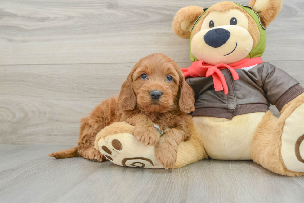 Mini Goldendoodle Puppy for Adoption