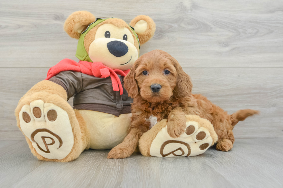 5 week old Mini Goldendoodle Puppy For Sale - Lone Star Pups