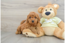 Adorable Golden Retriever Poodle Mix Poodle Mix Puppy