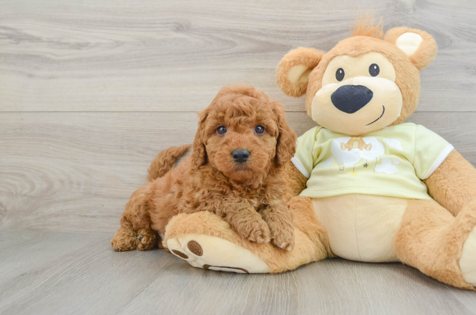 7 week old Mini Goldendoodle Puppy For Sale - Lone Star Pups