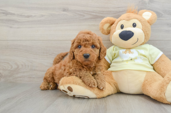 Adorable Golden Retriever Poodle Mix Poodle Mix Puppy