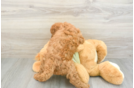 Mini Goldendoodle Pup Being Cute