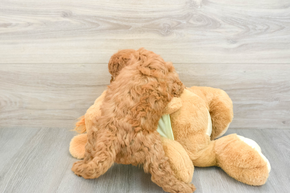 Mini Goldendoodle Pup Being Cute